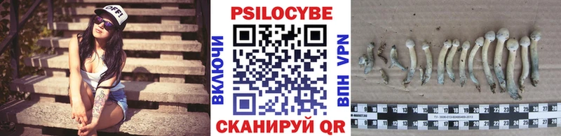 Псилоцибиновые грибы Psilocybine cubensis  Купить  Михайлов 